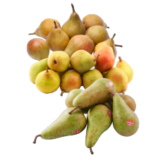 Gieser Wildeman, Conference of Doyenne du Comice peren